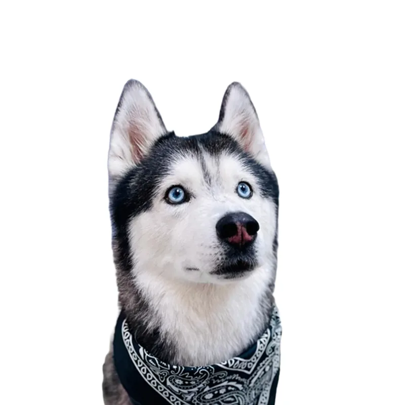Buddy, Support Animal at the Center for Integrative Psychiatry